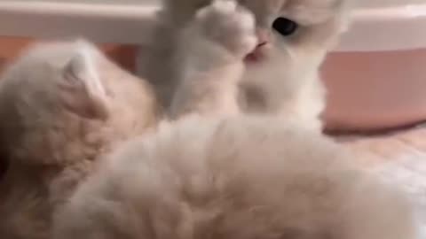 Two Cute Kittens playing!😻🎉