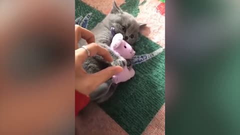 🤣 Kitten Won't Let Them Touch His Stuffed Friend 🤣