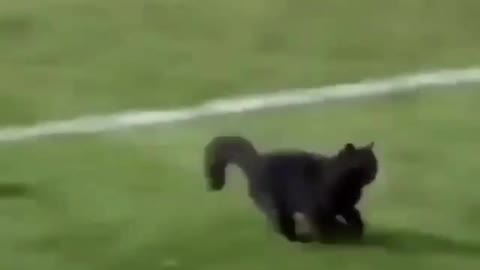 Funny REACTION #9 - CAT is playing FOOTBALL very funny