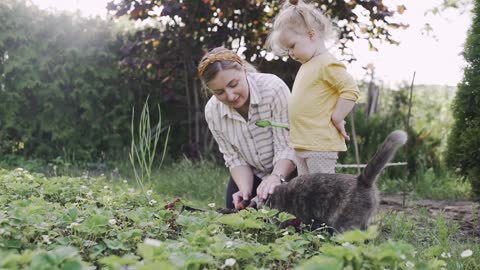 Domestic cat with family members