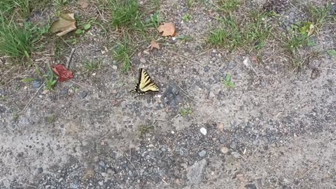 Swallowtail Butterfly