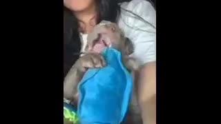 Cutest little blue nose pitbull puppy-teething! Fun times fun times