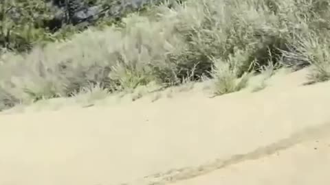 Bear cooling off in south lake Tahoe 🐻