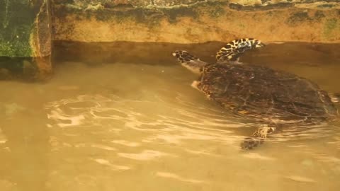 Adult turtle swimming in pool in conservation area in Sri Lanka