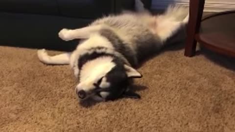 Husky dreams that he is running in a field of mailmen.