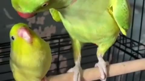 Smart Parrot Talking - Funny Parrot Video 2022 | Pets Island