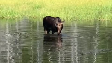 Majestic Moose of Grand Teton | Wildlife Encounter in 4K