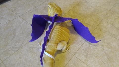 Bearded dragon models homemade dragon wings