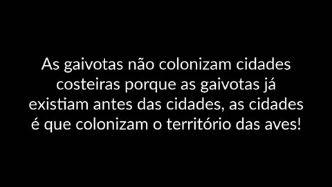 As gaivotas e as rolas são pesticidas e fertilizantes e as autoridades querem matá-las