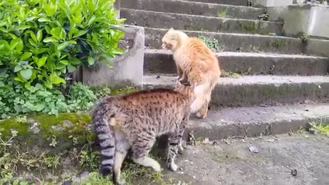 Real cat fighting so funny cats complain