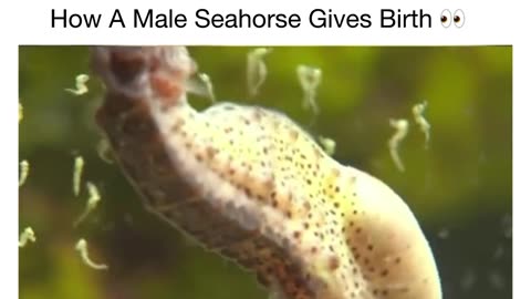 How a male seahorse ''gives'' birth