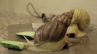 Snail and knife