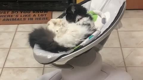 Kitty Gets Comfortable in Baby Swing