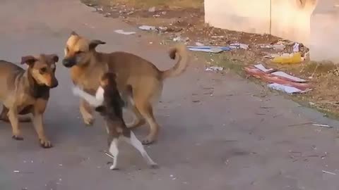 Brave Cat Fights Two Dogs