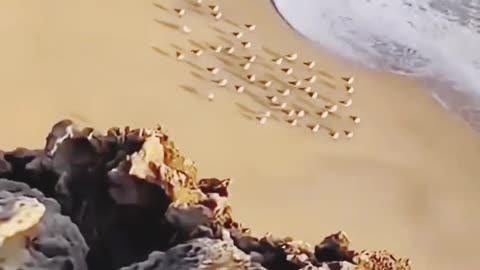 A bunch of birds playing with the waves of the sea.