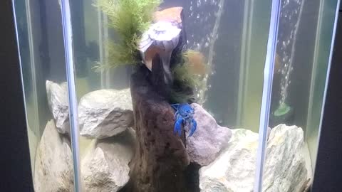 Blue Lobster! Tank #4!