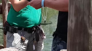 Baby Alligator close up