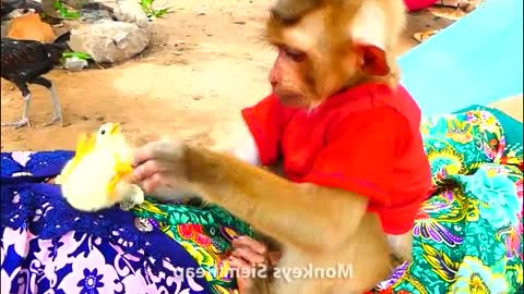 005 Monkey takes care baby chicken-MonkeyAnimals