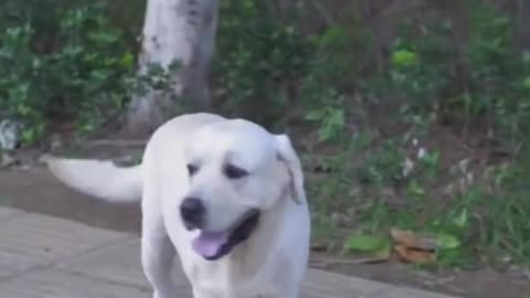 dog save blind man`s life