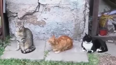 Cat funny videos😆😆🤣