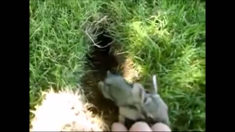 Baby Bunny Rabbits Binky - CUTEST Compilation