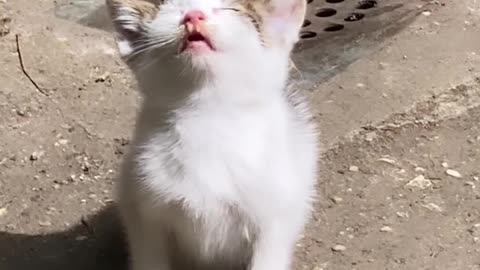 Cute Little Kitty got Confused 🤨😟🥰