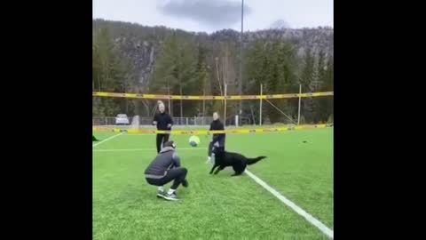 Cute dogs playing vollyball