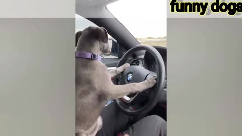 Funny Animal Videos