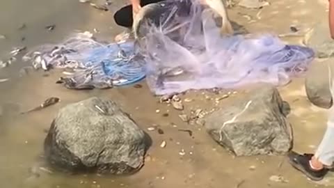 Amazing Asian Cast Net Fishing