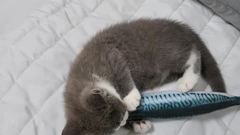 A baby cat playing with a mackerel doll.