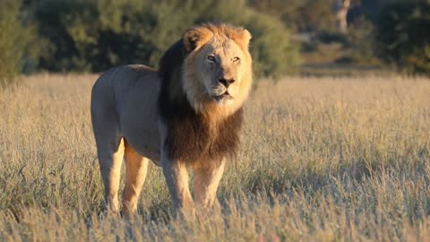 The Mighty Roar of Male Lions