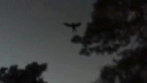 Jaw-Dropping Mothman Sighting in Point Pleasant, WV!