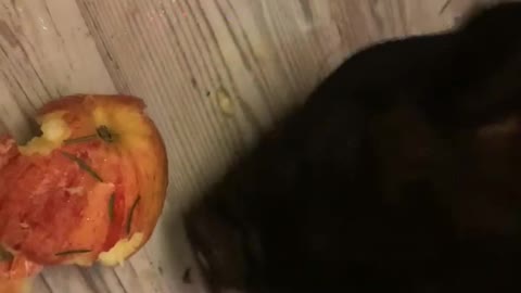 Piggy Petunia ASMR Eating