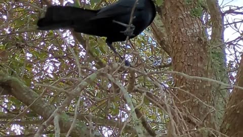 Fish Crow on a branch. (Corvus ossifragus) Florida, 2.9.24