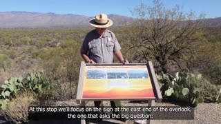 Cactus Forest Overlook - Saguaro National Park