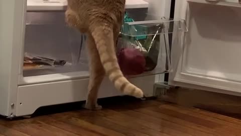 Kitty Makes a Mess Climbing in Fridge