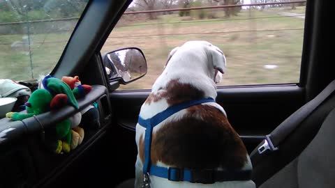 Dog Keeps Rolling Car Window Down After Owner Rolls It Up