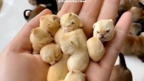 Chickpeas Kittens