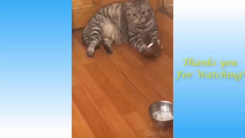 Funniest Animals - Best Of The Funny Animal Videos.. 🤣🐱