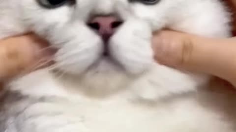 Funny moment of cute cats