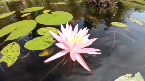 Water Lily