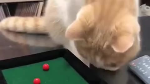 Cute Kitten Baby Cat Funny Cat Playing