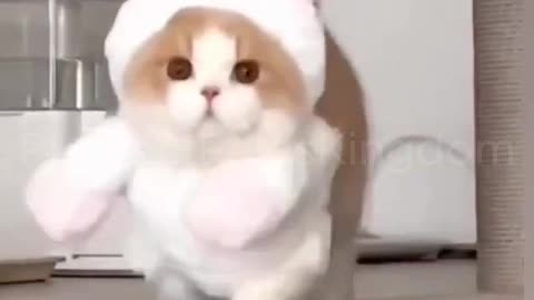 Adorable Kitten in Costume | Funny & Cute Cat Moments