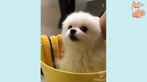 FUNNY DOG VIDEOS TO MAKE YOU LAUGH 😂😂😂