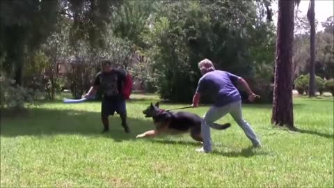 Aggressive Dog Training.