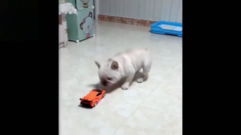 Funny Puppy Dog Scared of a robot toy car