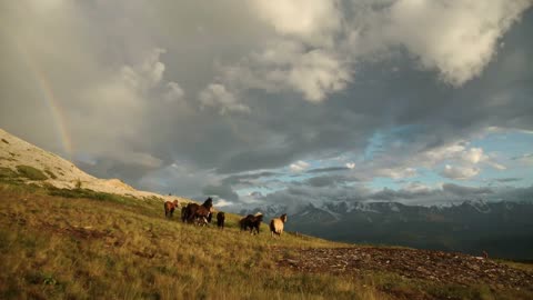 Draft horses graze in the fading light