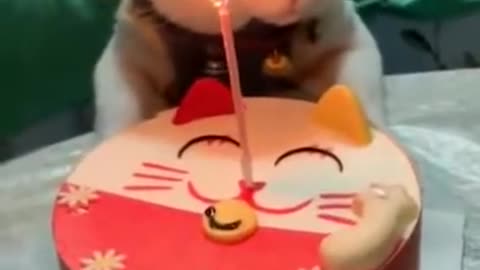 A silly cat's birthday makes you excited