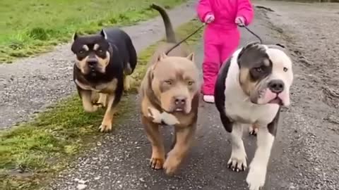 Three Heavy Dog with Roar 🔥🔥