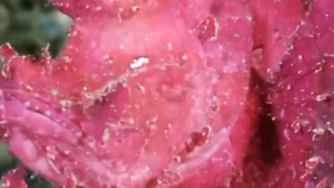 Satisfying Scorpion Fish ASMR That Makes You Calm Original Satisfying Videos PART - 21